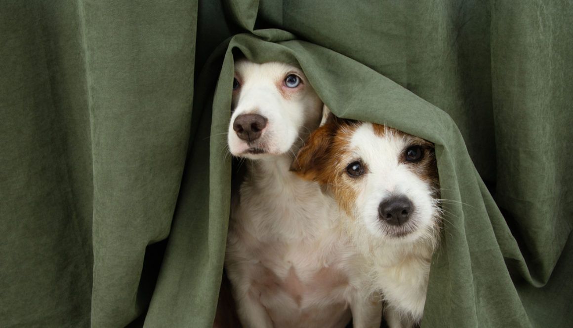 Two,Scared,Or,Afraid,Puppy,Dogs,Wrapped,With,A,Curtain. Why The Past Won’t Let You Change